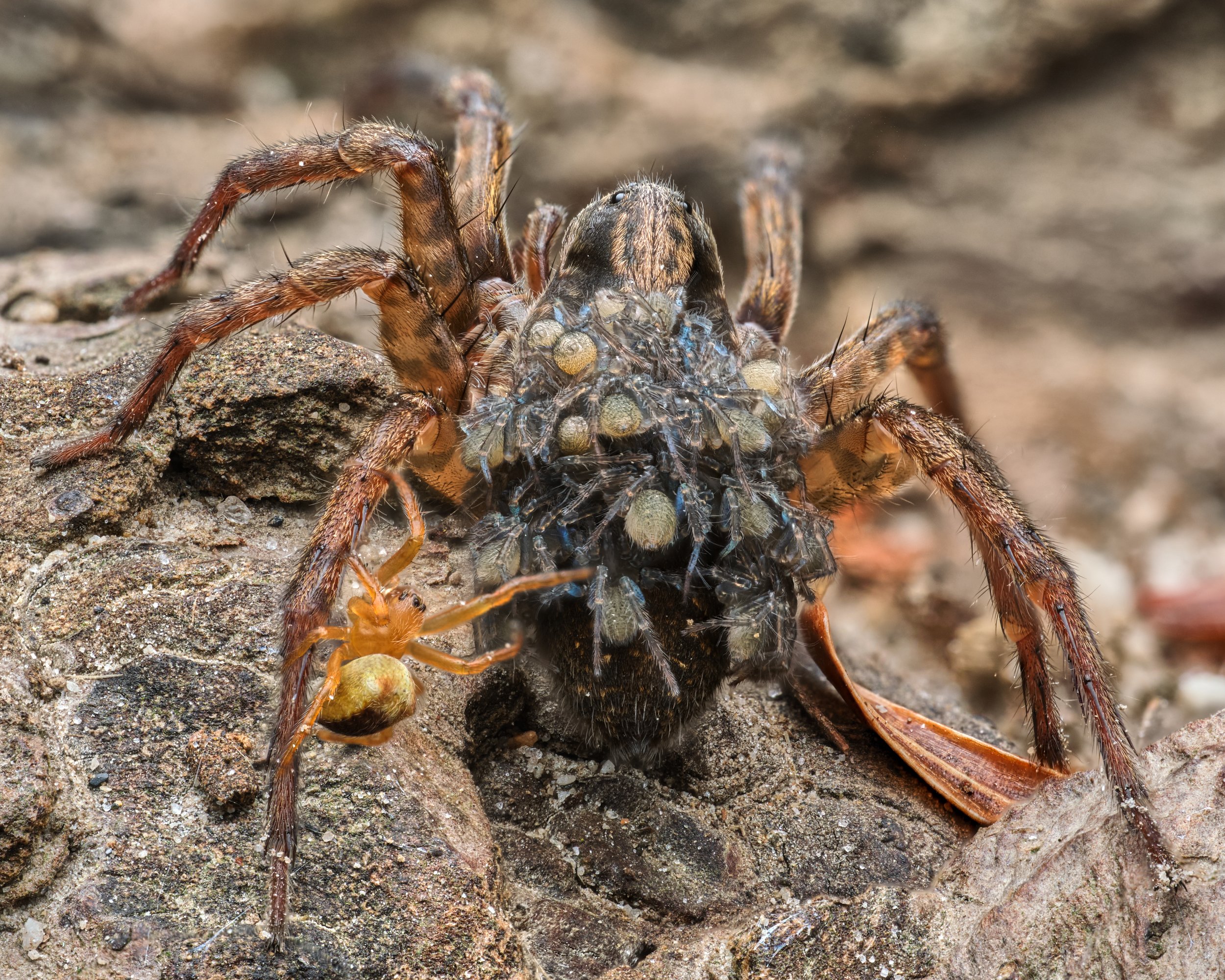 Spiders — AlexMckPhotography
